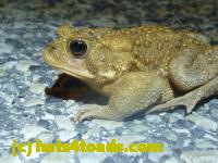 /home//u458753944/public_html/sourcegallery//Roxborough Toad Detour/2013-2019/2013/2013-04-09/P1120037.JPG